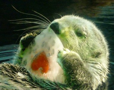 大阪海遊館《獲得愛心冰塊的海獺》小心翼翼的抱著啃啃簡直神萌~ 大阪海遊館《獲得愛心冰塊的海獺》小心翼翼的抱著啃啃簡直神萌~