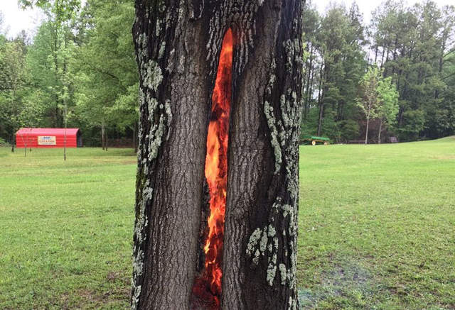 《被落雷擊中的樹》看起來就像通往異世界的門打開了...