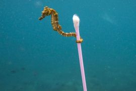 瘋轉《海馬與棉花棒》海洋垃圾問題已經這麼嚴重了 瘋轉《海馬與棉花棒》海洋垃圾問題已經這麼嚴重了