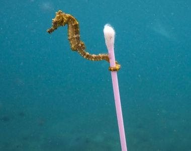 瘋轉《海馬與棉花棒》海洋垃圾問題已經這麼嚴重了 瘋轉《海馬與棉花棒》海洋垃圾問題已經這麼嚴重了