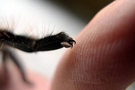 《蜘蛛的腳腳好像有點可愛》毛茸茸的很有藝術感 《蜘蛛的腳腳好像有點可愛》毛茸茸的很有藝術感