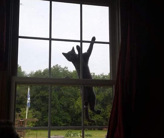 《不請自來的貓咪》這不是我家的貓啊(苦笑) 《不請自來的貓咪》這不是我家的貓啊(苦笑)