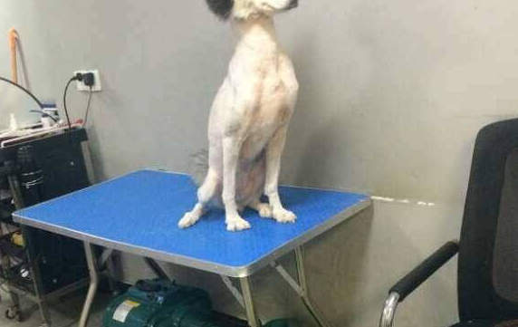 《被剪毛的哈士奇》確定那顆頭不是P上去的? 《被剪毛的哈士奇》確定那顆頭不是P上去的?