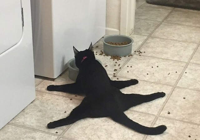 《家有怪貓》這些貓咪奇行到底該怎麼解釋www