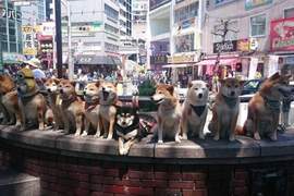 《史上最萌聚會》根本是名為柴犬的暴力行為啊啊啊❤(已死) 《史上最萌聚會》根本是名為柴犬的暴力行為啊啊啊❤(已死)