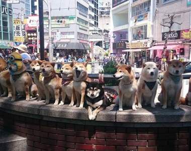 《史上最萌聚會》根本是名為柴犬的暴力行為啊啊啊❤(已死) 《史上最萌聚會》根本是名為柴犬的暴力行為啊啊啊❤(已死)