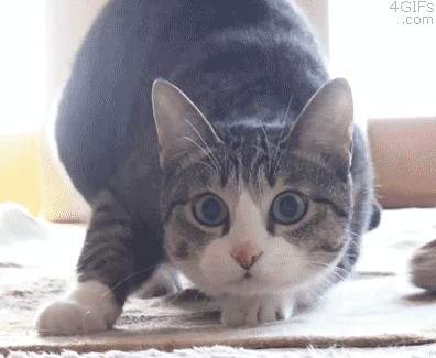 《網路上有趣的動圖總整理》GIF就是有某種讓人嘴角失守的魔力