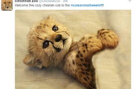 可愛注意!各家動物園《最萌動物大比拚》最Q的鎮園之寶都在這裡♥ 可愛注意!各家動物園《最萌動物大比拚》最Q的鎮園之寶都在這裡♥