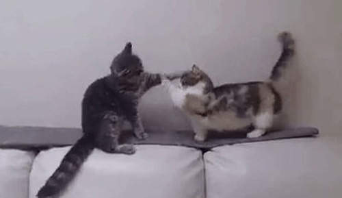 《小短腿的日常》不用賣萌就可以萌的我滿臉～～