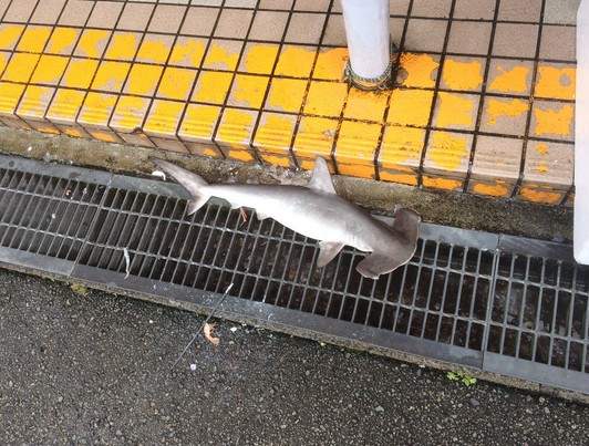 《真實版風飛鯊》地上的鯊魚到底是哪來的呢？