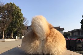《想被柴犬的尾巴打臉》如此特殊口味的PLAY就由柴柴丸太郎來滿足你 《想被柴犬的尾巴打臉》如此特殊口味的PLAY就由柴柴丸太郎來滿足你