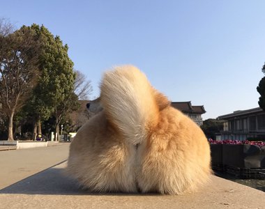 《想被柴犬的尾巴打臉》如此特殊口味的PLAY就由柴柴丸太郎來滿足你 《想被柴犬的尾巴打臉》如此特殊口味的PLAY就由柴柴丸太郎來滿足你