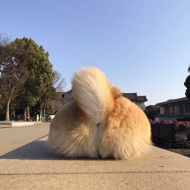 《想被柴犬的尾巴打臉》如此特殊口味的PLAY就由柴柴丸太郎來滿足你