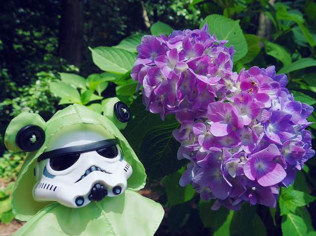 激萌星際大戰《穿著青蛙雨衣的機動步兵》稀哩稀哩嘩啦嘩啦雨下來了♪