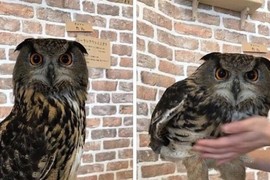 《貓頭鷹原來腿超長》羽毛下藏著出乎意料的長度 《貓頭鷹原來腿超長》羽毛下藏著出乎意料的長度