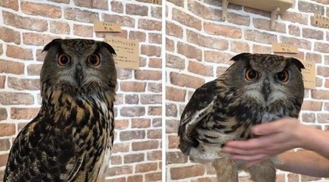 《貓頭鷹原來腿超長》羽毛下藏著出乎意料的長度