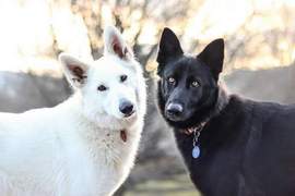 看完都想談戀愛了❤《兩隻牧羊犬的婚紗照》誰說~不能黑白配 看完都想談戀愛了❤《兩隻牧羊犬的婚紗照》誰說~不能黑白配