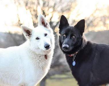 看完都想談戀愛了❤《兩隻牧羊犬的婚紗照》誰說~不能黑白配 看完都想談戀愛了❤《兩隻牧羊犬的婚紗照》誰說~不能黑白配