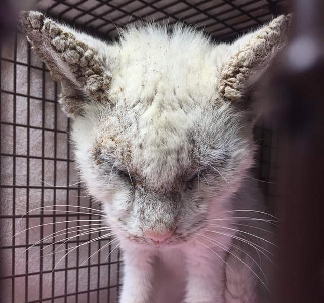 《收養一隻盲眼貓》沒想到有天他張開了眼睛