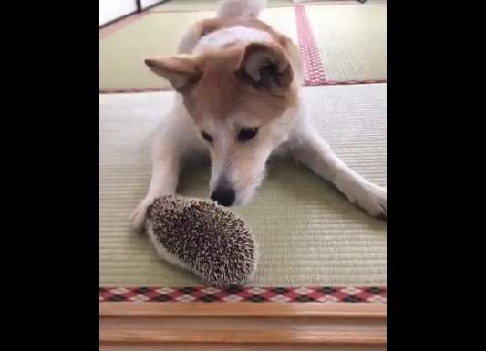 療癒系影片《大膽刺蝟vs膽小狗狗》真的嚇到彈出來啦（？）