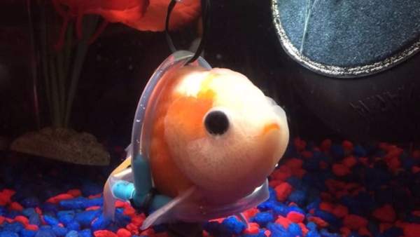 有洋蔥《為生病金魚打造專屬輪椅》一切只希望你能快樂游泳♥ 有洋蔥《為生病金魚打造專屬輪椅》一切只希望你能快樂游泳♥