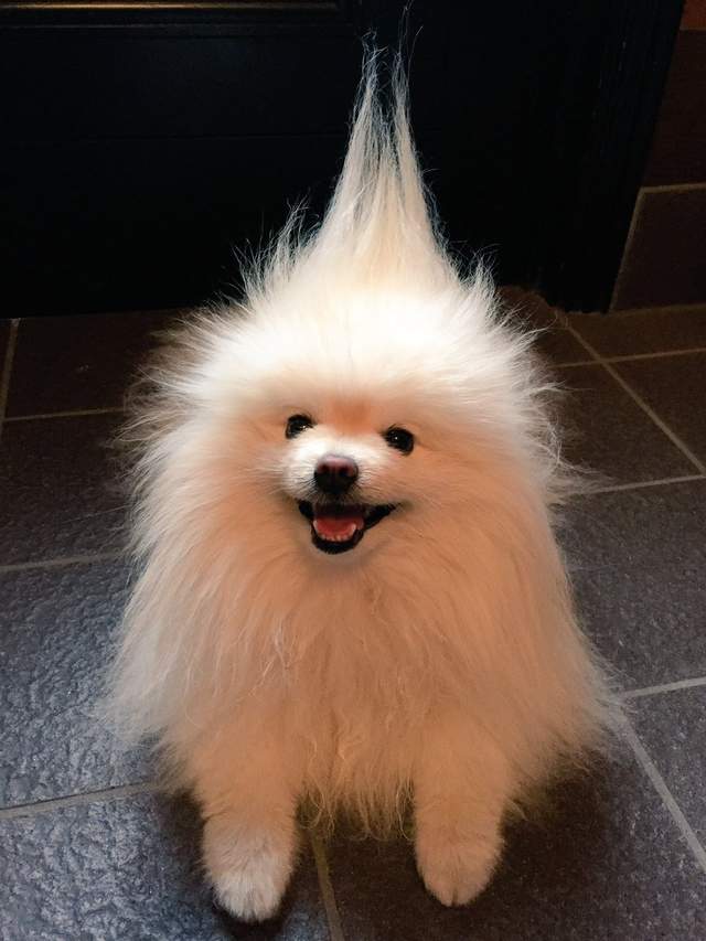 那隻遇到強風的《博美也可以髮型變變變》這麼酷的髮型別人要還沒有啊