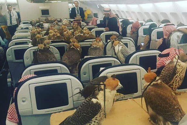 《80隻老鷹搭飛機》石油王的富裕娛樂難以想像...