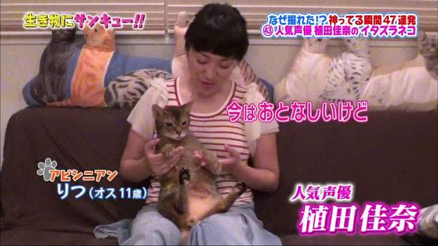 聲優植田佳奈《帶著3隻怪癖愛貓上電視》寵物竟然跟主人一樣會配音? 聲優植田佳奈《帶著3隻怪癖愛貓上電視》寵物竟然跟主人一樣會配音?