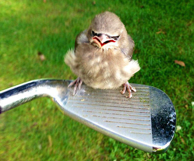 《生氣的動物們》第一天上班大家都是這個表情(#`^´) 《生氣的動物們》第一天上班大家都是這個表情(#`^´)