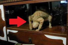 衝擊《沒想過能看到的動物奇行》這是喵界大法師?(抖) 衝擊《沒想過能看到的動物奇行》這是喵界大法師?(抖)
