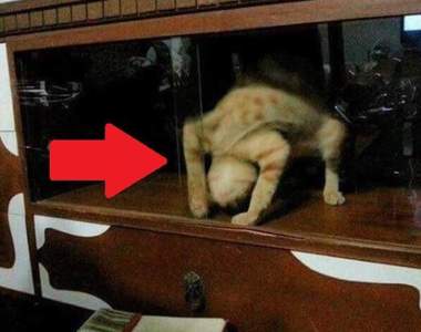 衝擊《沒想過能看到的動物奇行》這是喵界大法師?(抖) 衝擊《沒想過能看到的動物奇行》這是喵界大法師?(抖)