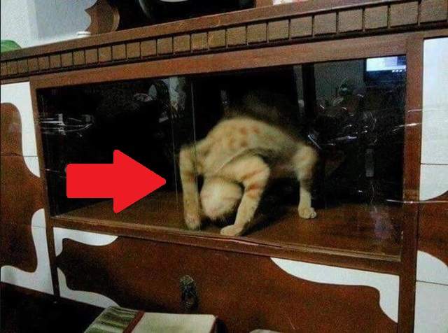 衝擊《沒想過能看到的動物奇行》這是喵界大法師?(抖) 衝擊《沒想過能看到的動物奇行》這是喵界大法師?(抖)