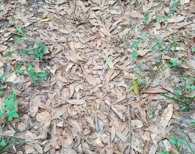 網路瘋傳《這張照片裡有蛇》也難怪真的要打草驚蛇了...... 網路瘋傳《這張照片裡有蛇》也難怪真的要打草驚蛇了......