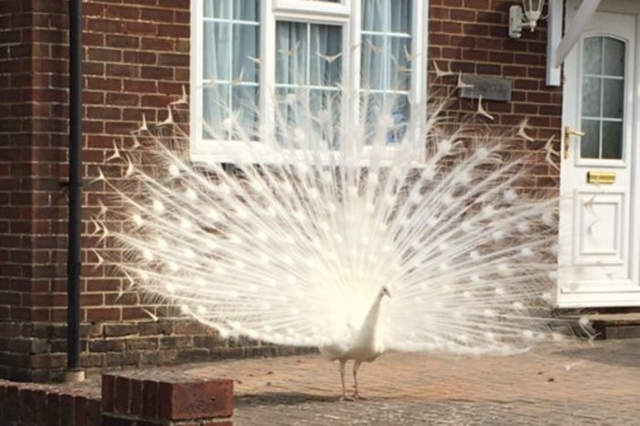 《白化症孔雀》遊走蘇格蘭村莊 不小心就嚇壞不少人... 《白化症孔雀》遊走蘇格蘭村莊 不小心就嚇壞不少人...