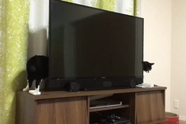 貓的魔術師《身體瞬間拉長的貓咪》電視機後是有什麼魔法空間嗎ww 貓的魔術師《身體瞬間拉長的貓咪》電視機後是有什麼魔法空間嗎ww