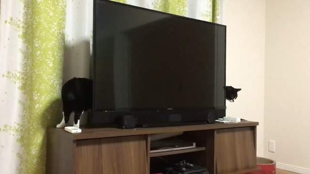 貓的魔術師《身體瞬間拉長的貓咪》電視機後是有什麼魔法空間嗎ww 貓的魔術師《身體瞬間拉長的貓咪》電視機後是有什麼魔法空間嗎ww