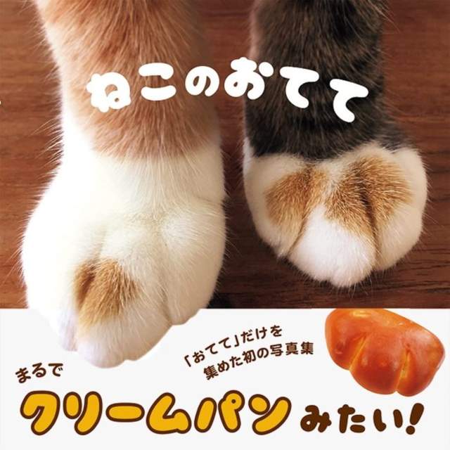 《貓手手寫真集》奶油小餐包般的可愛魅力ლ(╹ε╹ლ) 《貓手手寫真集》奶油小餐包般的可愛魅力ლ(╹ε╹ლ)