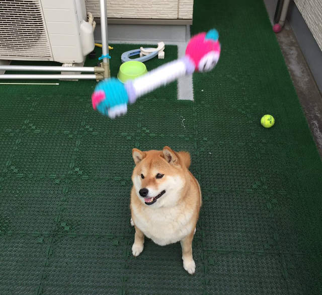 顏藝100分《被玩具打到的柴柴》明明就跟你說我要丟囉......