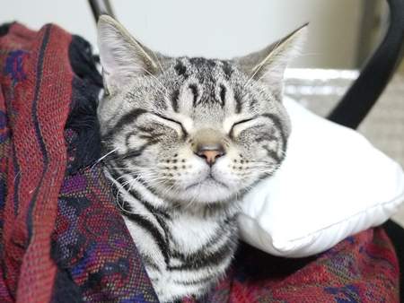 《抱枕貓》喜愛軟綿綿的感覺已抱緊處理❤