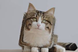 如果《動物都變成方方正正》又或者《動物都變成圓滾滾》會產生什麼有趣的畫面呢? 如果《動物都變成方方正正》又或者《動物都變成圓滾滾》會產生什麼有趣的畫面呢?