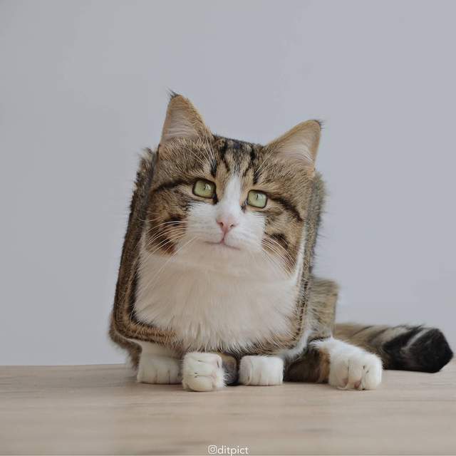 如果《動物都變成方方正正》又或者《動物都變成圓滾滾》會產生什麼有趣的畫面呢? 如果《動物都變成方方正正》又或者《動物都變成圓滾滾》會產生什麼有趣的畫面呢?