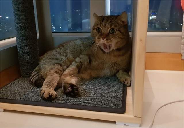 韓國網友好興奮養貓貓了《你有看過這隻貓嗎》如果沒有現在讓你看看♥