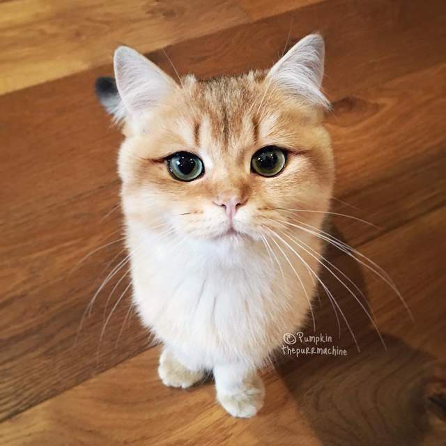 天生的魅力《自帶眼線的誘人小貓咪》加上無辜的模樣太萌啦