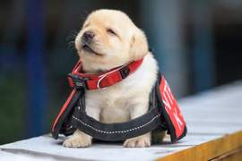 萌犬來襲《台灣警犬隊生力軍報到》萌到外國網友在螢幕前瘋狂了ww 萌犬來襲《台灣警犬隊生力軍報到》萌到外國網友在螢幕前瘋狂了ww