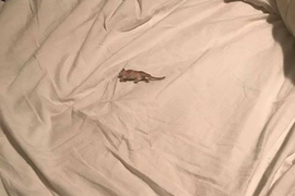 《床上有一隻死老鼠?!》恐鼠症精彩絕倫的心路歷程 《床上有一隻死老鼠?!》恐鼠症精彩絕倫的心路歷程