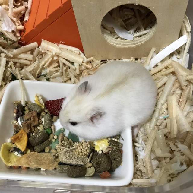 韓國飼主上網求救《我家倉鼠醒著就是在吃》不跑跑滾輪什麼的會胖吧... 韓國飼主上網求救《我家倉鼠醒著就是在吃》不跑跑滾輪什麼的會胖吧...