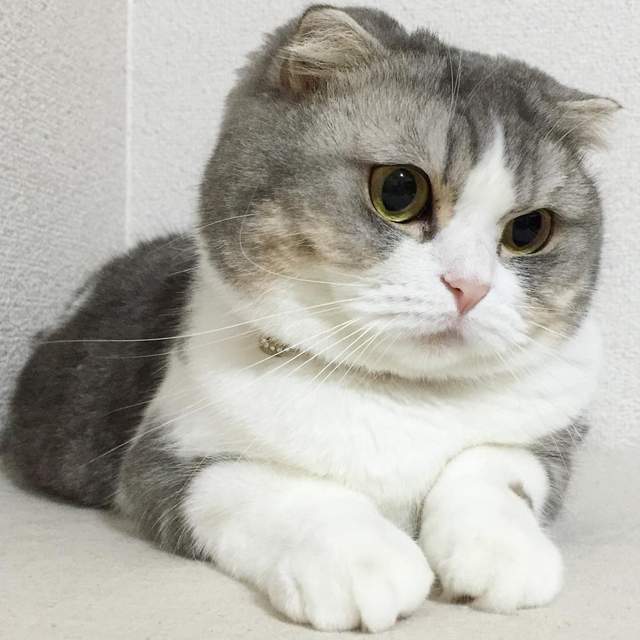 貓奴是《貓足控》照片滿滿的都是圓滾滾治癒的貓腳腳~ 貓奴是《貓足控》照片滿滿的都是圓滾滾治癒的貓腳腳~