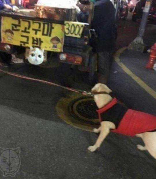 這招是不是跟柴柴學的《拉不拉多是番薯控》看到番薯臉拉到變形也....要....吃...