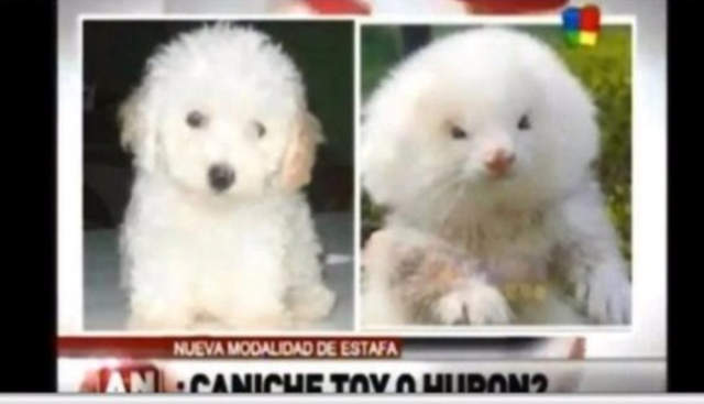 世界各地《超囧新聞》買貴賓犬結果買到雪貂也太狂了 世界各地《超囧新聞》買貴賓犬結果買到雪貂也太狂了