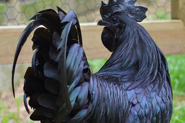 黑到會發亮《黑雞之王Ayam Cemani》連內臟骨頭都是徹底的黑 黑到會發亮《黑雞之王Ayam Cemani》連內臟骨頭都是徹底的黑